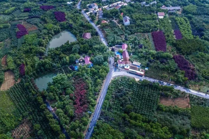 安徽省合肥市肥西县上派镇三岗村苗木花卉基地（采访对象提供）