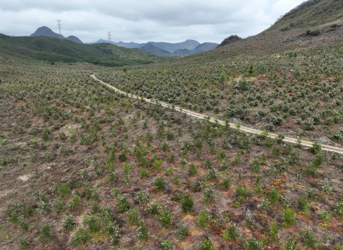 大桥镇种植茶树达3万余亩。