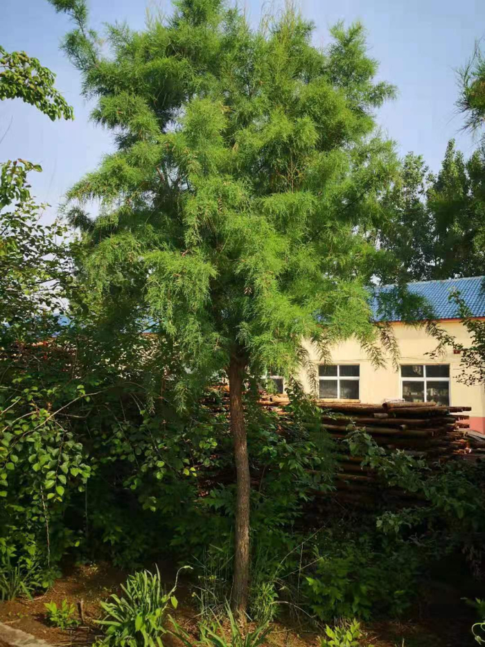 胸径12厘米的工程苗