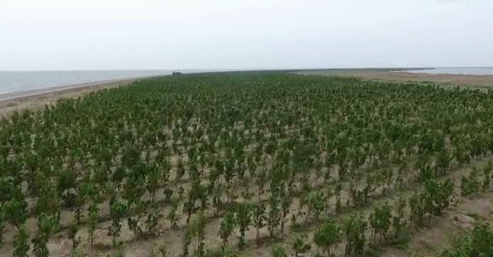 “南红北柳”生态工程示范林基地