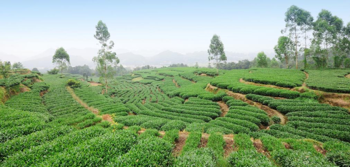 　　图为花秋茶业夹关茶园