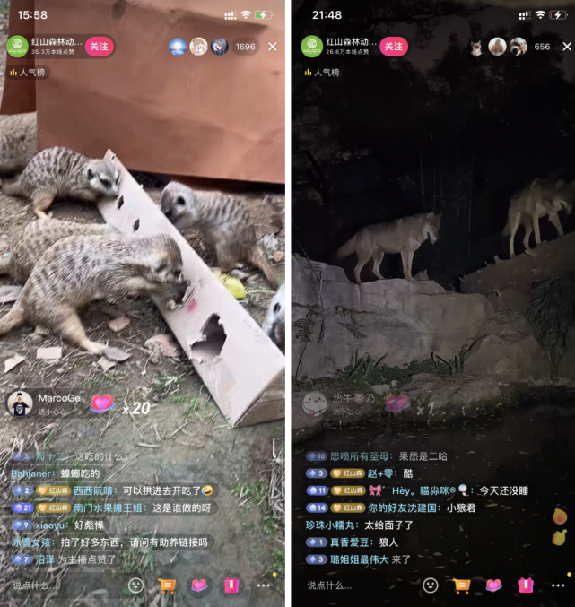 红山动物园的直播从白天到黑夜