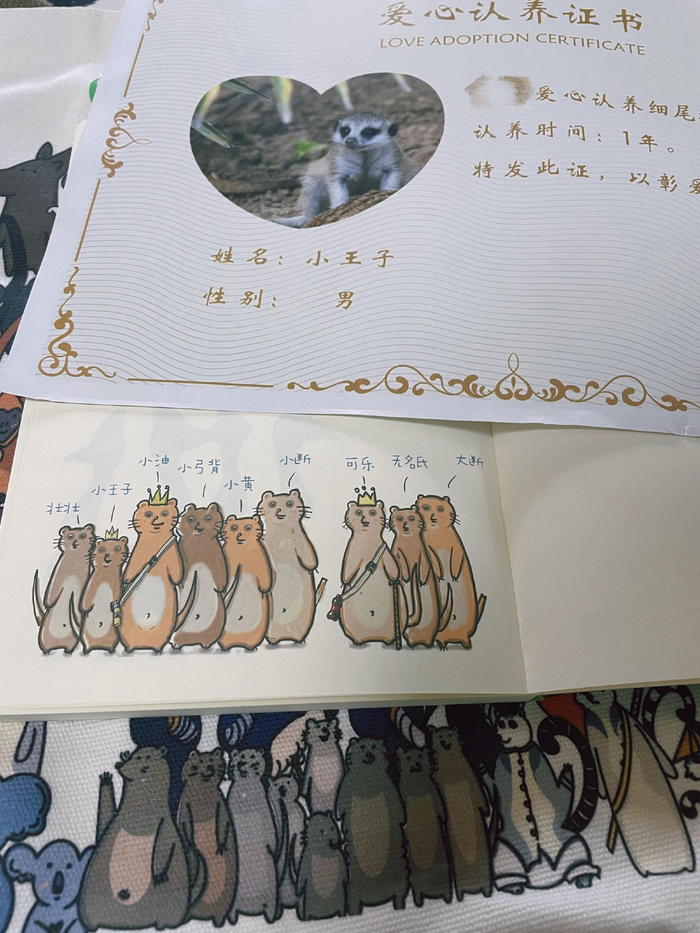 周隽云认养的细尾獴 图源：受访者提供
