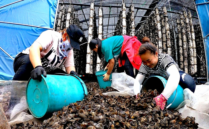 在索尔奇村食用菌种植基地务工的村民在晾晒黑木耳。通讯员 田国威摄