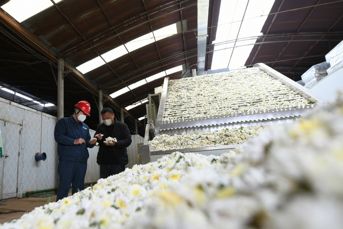 武陟县农友专业种植合作社怀菊花烘干车间。王琳锋摄