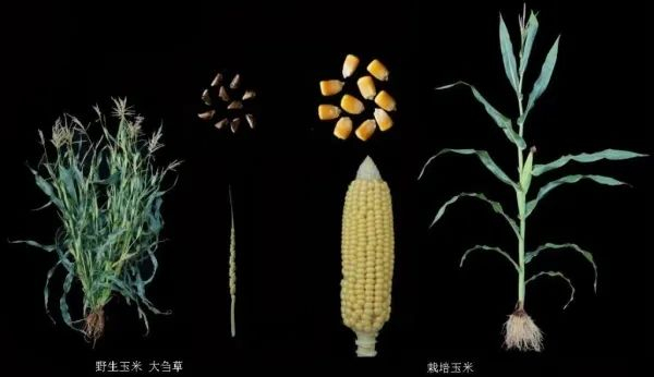 野生玉米“大刍草”和现代栽培玉米对比。（中科院分子植物科学卓越创新中心供图）