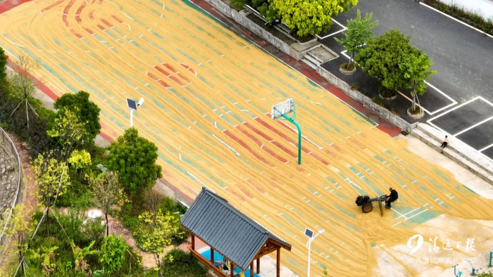 清城区新桥村，村民正翻晒稻谷。清远日报签约摄影师 徐慧敏 摄