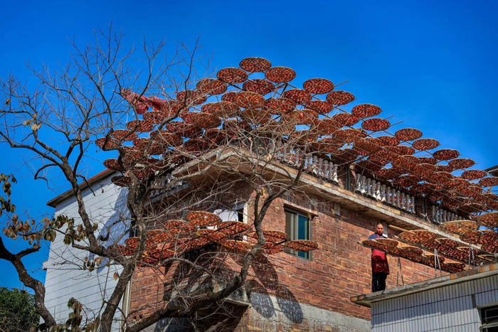 在村里每栋楼的楼顶上，一排排的竹架，晾晒着整齐的金黄色柿子。谢旭东 摄