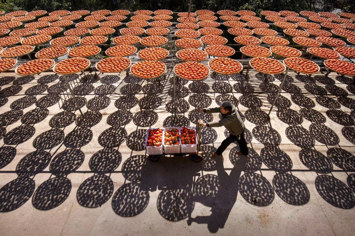 从鲜柿子到柿饼的转化，需要三十多天晾晒、沉淀。谢旭东 摄