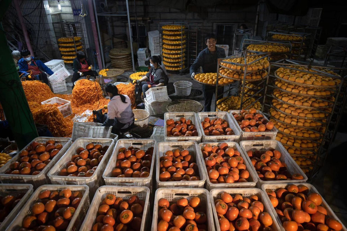 成千上万个柿子，需要一个个翻转、揉捏。谢旭东 摄