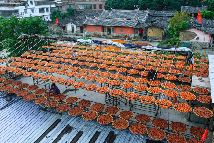 福建省泉州市安溪县城厢镇光德村有着悠久的柿饼制作传统，每年冬天，家家户户都在晒制柿饼。黄东华 摄