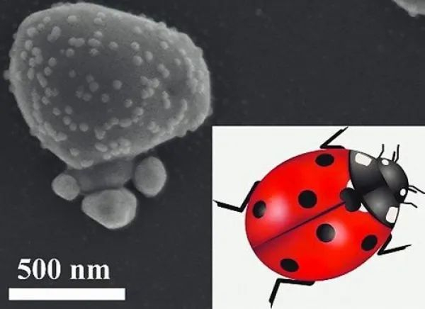 SERS基底的扫描电子显微镜图像（表面银纳米颗粒分布形似七星瓢虫背部图案）。海洋所供图
