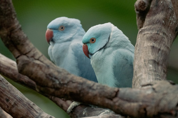 尼康Z9+尼克尔Z800mmf/11VRS，f/81/800SecISO8000