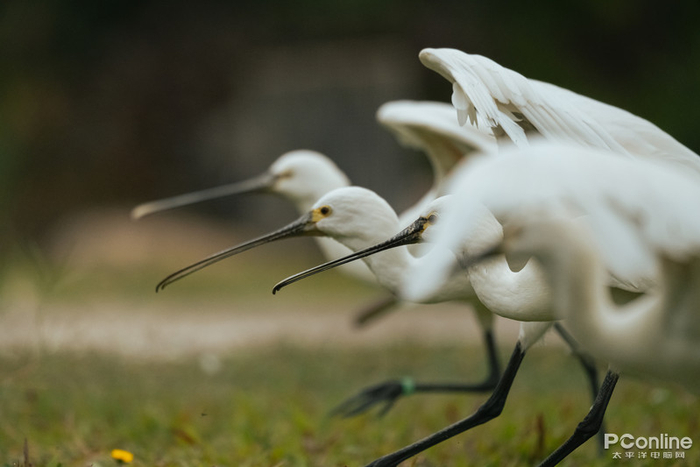 尼康Z9+尼克尔Z800mmf/6.3VRS，f/6.31/2000SecISO4000