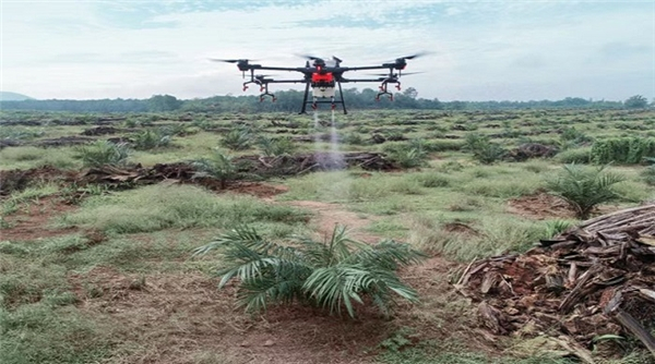 　　大疆农业无人机在油棕园作业