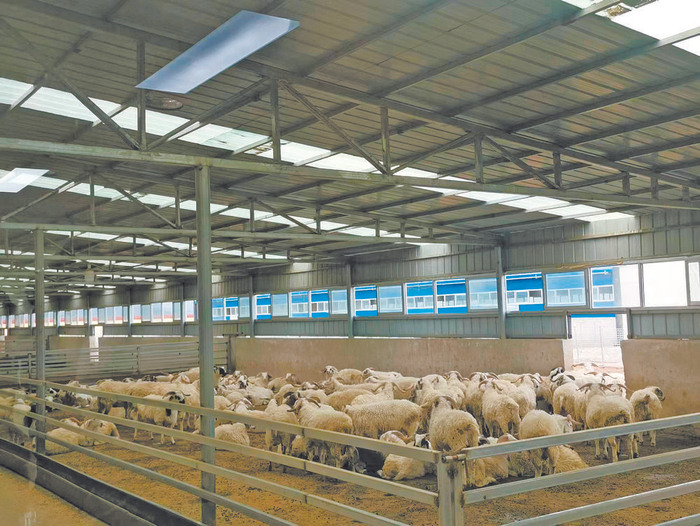 现代化高标准养殖大棚本报记者 王玉娟 摄