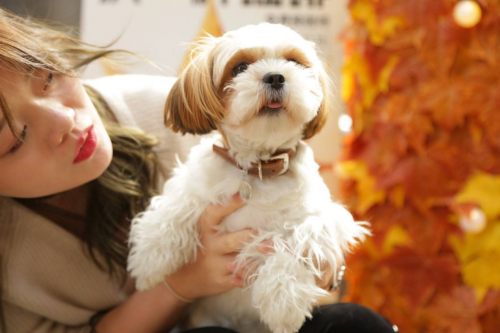 　　天猫好房喵屋咖啡馆为宠物友好店/图