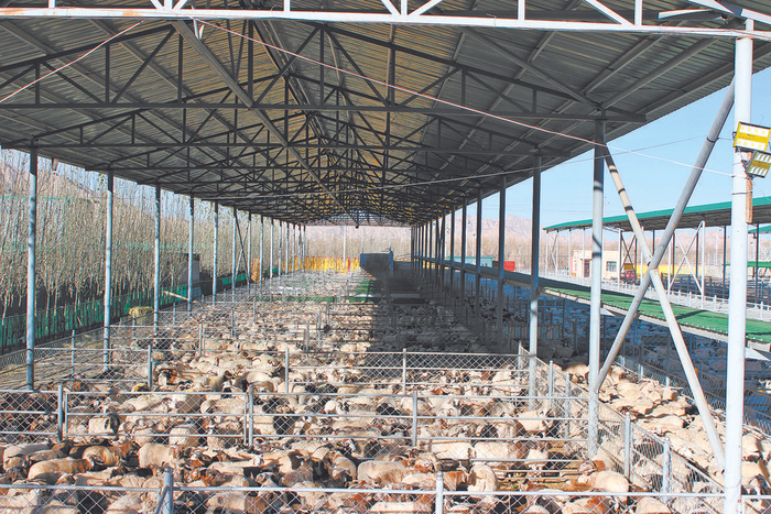 都兰县香日德活畜交易市场马海麟 摄