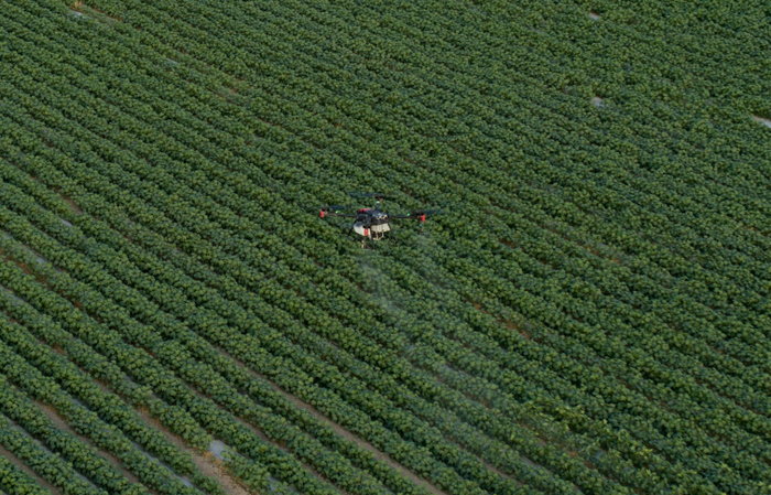 　　极飞农业无人飞机根据处方图进行精准喷洒除草