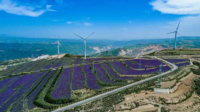 万亩梯田丹参花海。 杨勤抓 摄