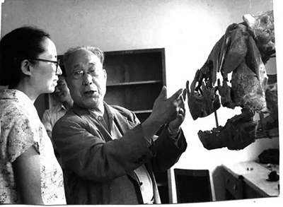 杨钟健（右） 与学生孙艾玲（左） 一起进行学术研究。