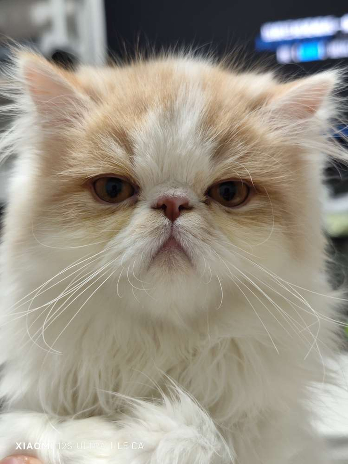  图源：品玩 LU摄