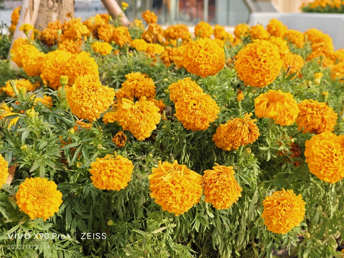  vivo鲜明色彩 图源：品玩 LU摄