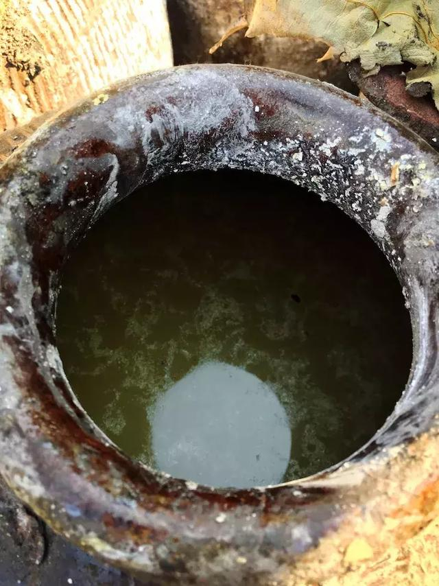 后发酵过程中的黄酒，酒坛里面是这样的▲