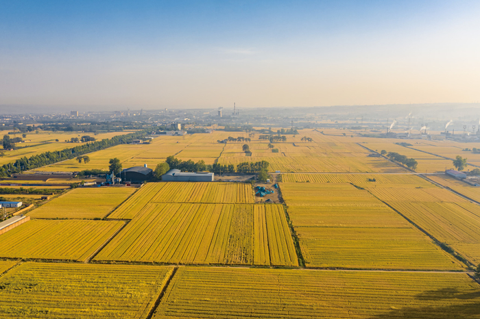 河南省广阔的麦田&nbsp;