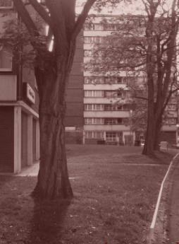 张伯伦花园，《无用：人类最宝贵的工具？》内页插图。