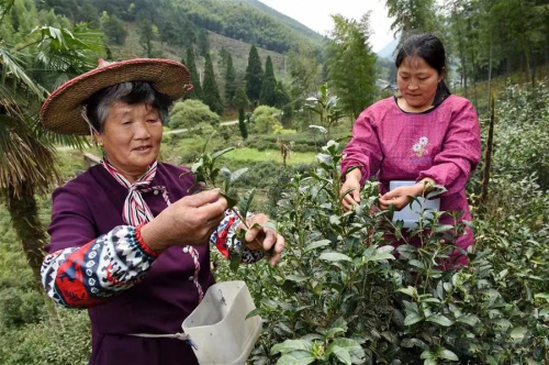 　　茶农在武夷山自然保护区境内的高山上采摘野生小叶种茶的芽尖。新华社记者 张国俊 摄