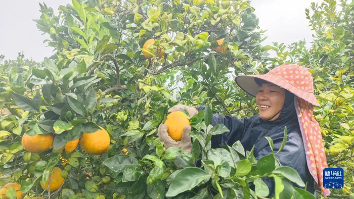这是广西上思县公正乡信良村农户在采摘脐橙。新华社记者 黄耀滕 摄