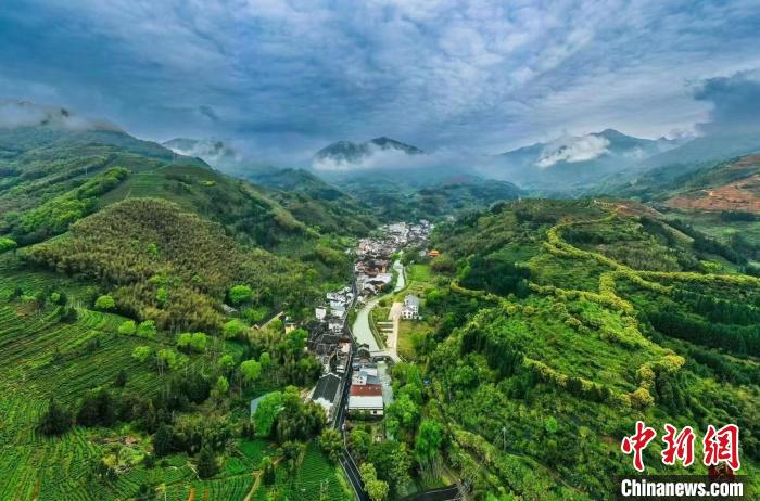 福安市社口镇坦洋茶山绿意盎然。福安市社口镇 供图