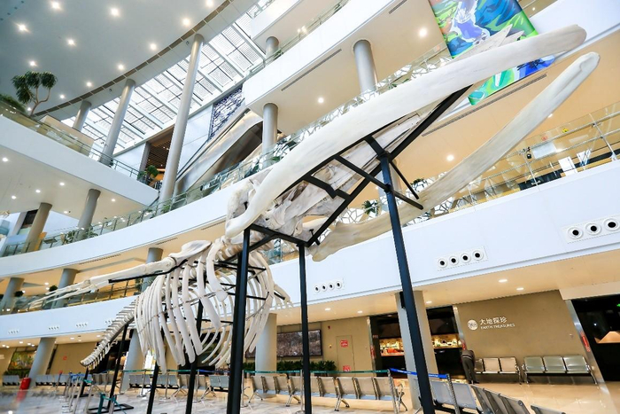 上海自然博物馆内长须鲸标本