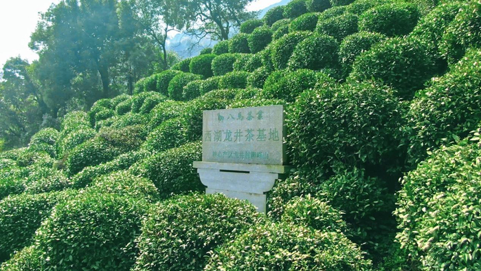 　　△八马茶业西湖龙井基地，距离乾隆十八棵与茶树仅30多米