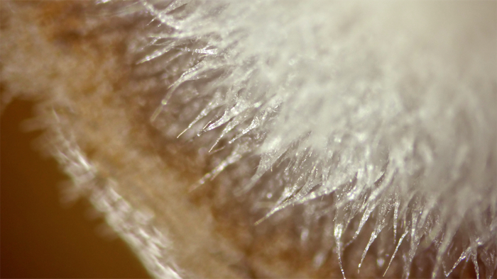 该纪录片呈现的微观世界。