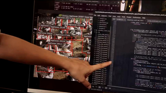 　　狮头鹅标注和算法调优