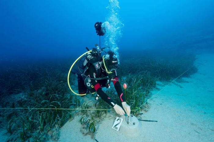▲一名海洋科学家在土耳其的卡斯-凯科瓦（Kas-Kekova）海洋保护区进行海草修复工作。海底草甸只覆盖了0.1%的海底面积，但却储存了全球18%的海洋碳。图片来源： Alamy