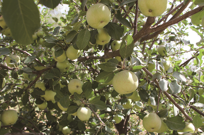 　　母亲水窖项目中得到灌溉的果园