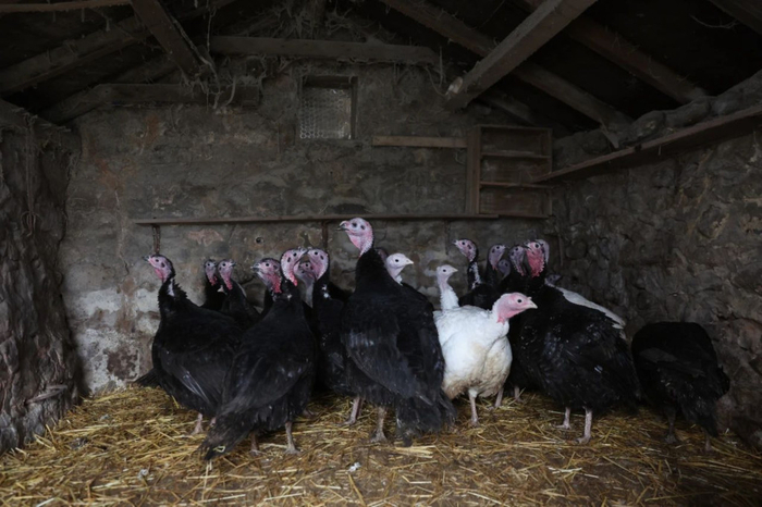 当地时间2022年12月1日，英国英格兰斯塔福德郡，人们在棚子里饲养火鸡。图/视觉中国