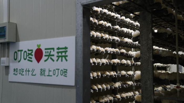 （叮咚买菜银耳订单农业基地菇棚）