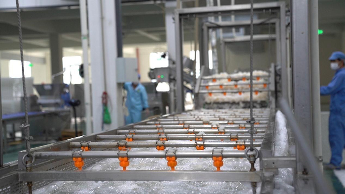 （采摘后的银耳正在自动化设备中清洗）