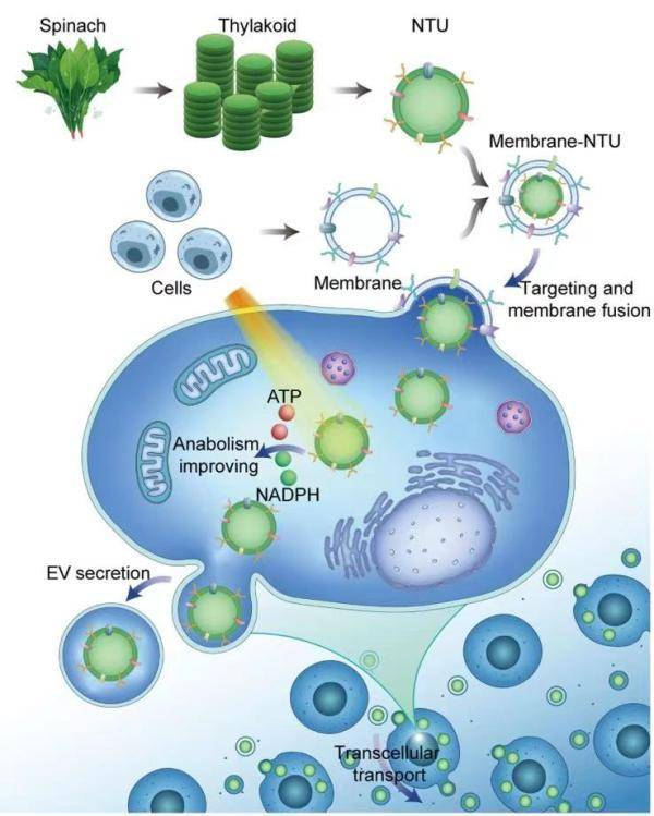 研究作用机制示意图 本文图均由浙大邵逸夫医院提供