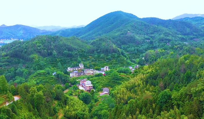 　　“茶博士”助乡村振兴 遂川县上演蝶变之路