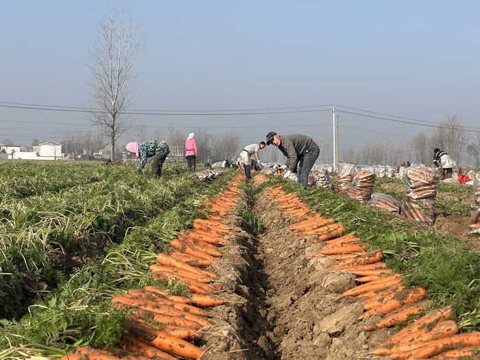 民权县孙六镇王楼村胡萝卜种植基地收获场景。张增峰摄