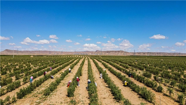 　　“幸福家园-种下希望树”项目地采摘景象