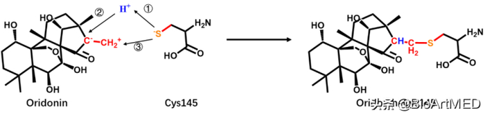 　　冬凌草甲素与新冠病毒Cys145发生亲核加成反应