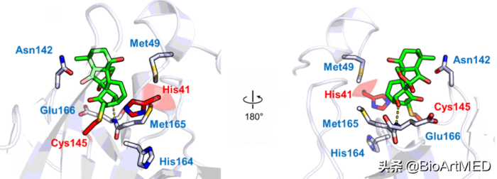 　　冬凌草甲素靶向新冠病毒3CLpro