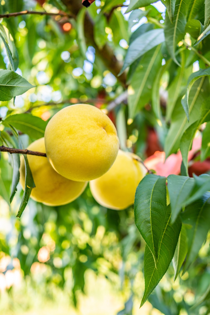 黄桃 图源：图虫创意