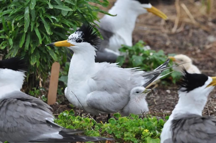 国家一级重点保护野生动物中华凤头燕鸥